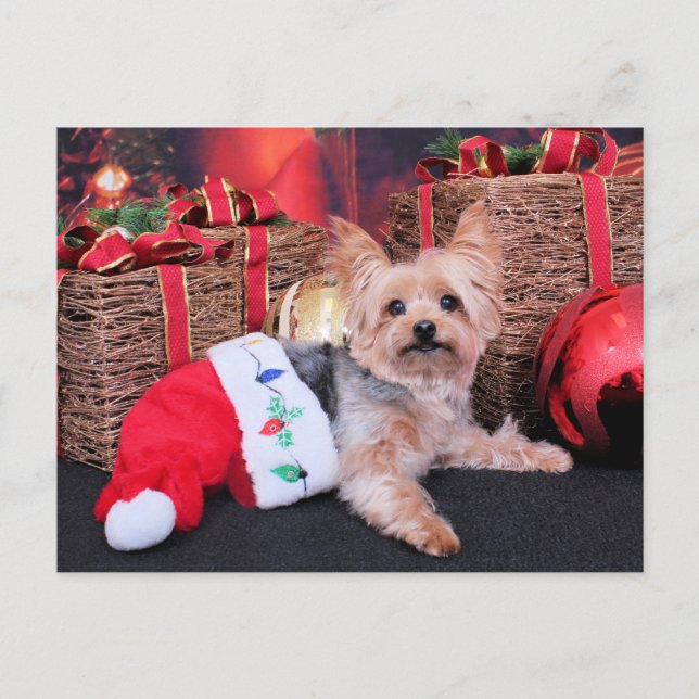 Weihnachten - Yorkshire Terrier - Vinnie (Vorderseite)