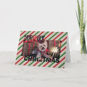 Weihnachten - Yorkshire Terrier - Vinnie