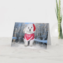 WeihnachtenBichon Frise Hund Feiertagskarte