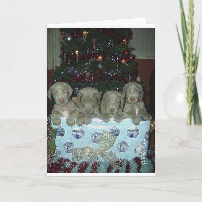 WeihnachtenWeimaraner Welpen Feiertagskarte (Vorderseite)