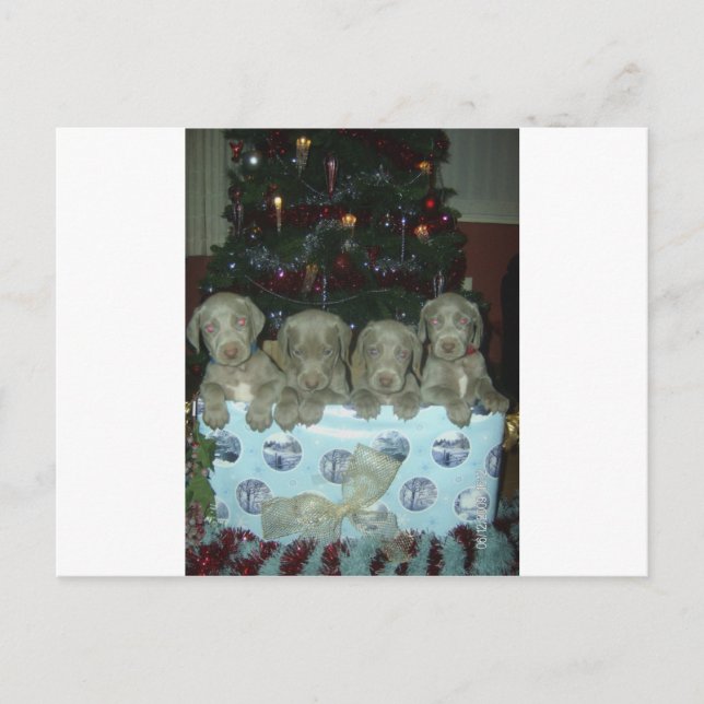 WeihnachtenWeimaraner Welpen Feiertagspostkarte (Vorderseite)