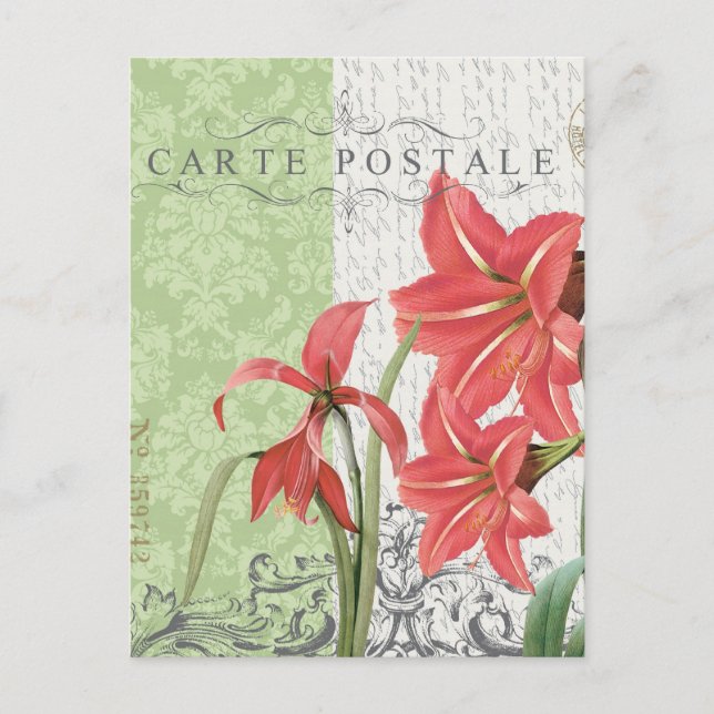 Weihnachts-Amaryllis-Postkarte Feiertagspostkarte (Vorderseite)