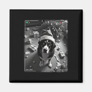 Weihnachts Berner Sennenhund auf Kamera erwischt Magnet