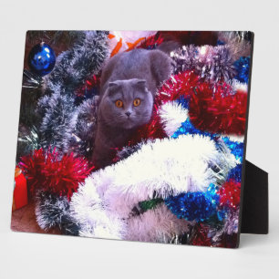Weihnachts-Britisch Blau Katze Fotoplatte