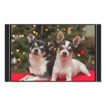 Weihnachts-Chihuahua's