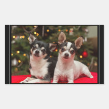 Weihnachts-Chihuahua's