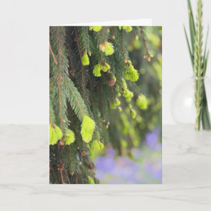 Weihnachts-Evergreen-Kiefer Winter Wonderland Karte