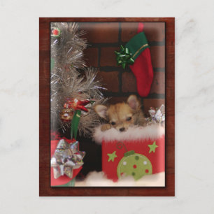 Weihnachts Niedlicher Chihuahua Welpe in Box Feiertagspostkarte