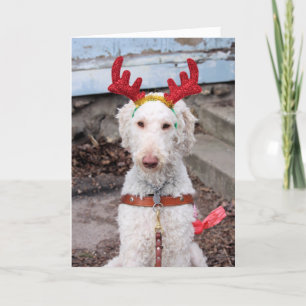 Weihnachts-Ollie Feiertagskarte