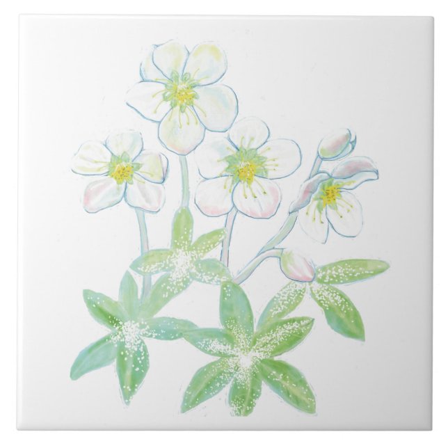 Weihnachts-Rose, Helleborus niger Illustration Fliese (Vorderseite)