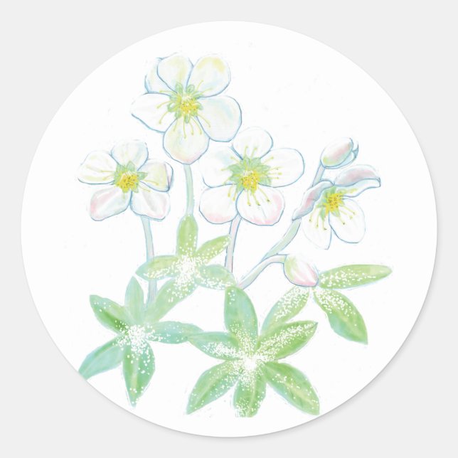 Weihnachts-Rose, Helleborus niger Illustration Runder Aufkleber (Vorderseite)