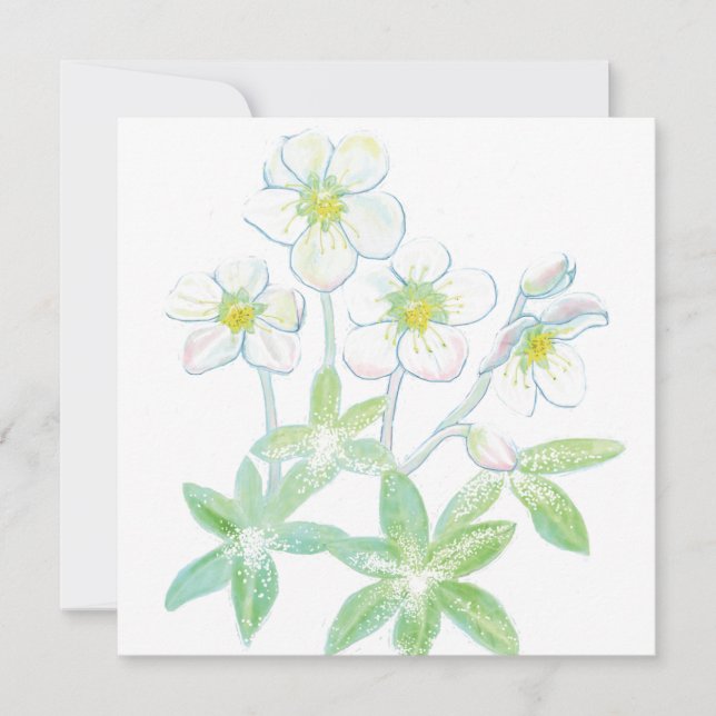 Weihnachts-Rose, Helleborus niger Karte (Vorderseite)
