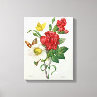 Weihnachts-Rose, Helleborus niger