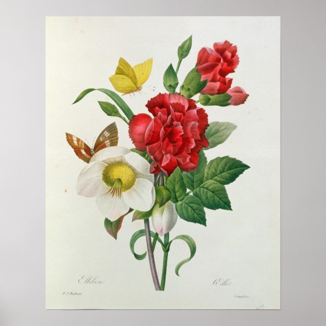 Weihnachts-Rose, Helleborus niger Poster (Vorne)