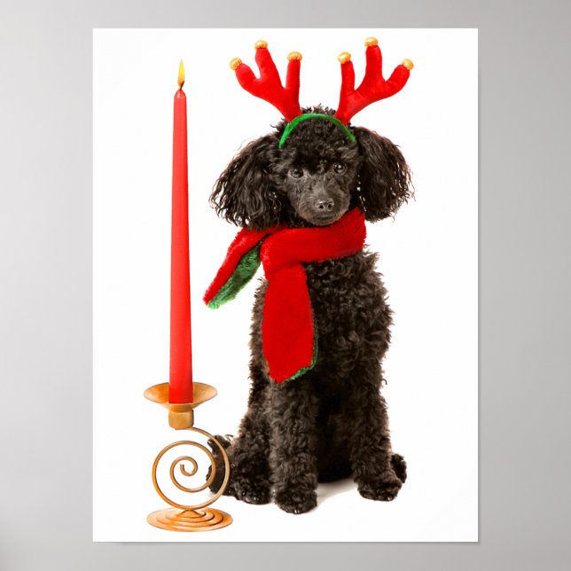Weihnachts-Schwarzspielzeug-Poodle-Hund als Rentie Poster (Vorne)