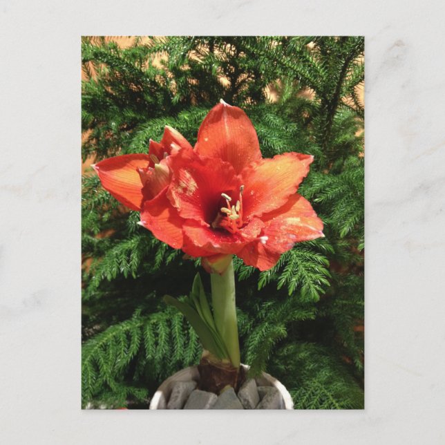 Weihnachtsamaryllis-Blume Feiertagspostkarte (Vorderseite)