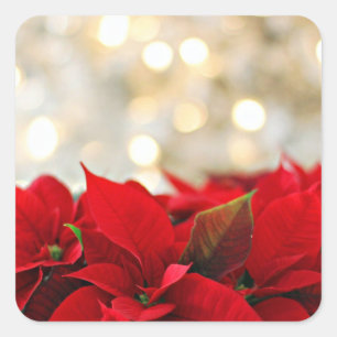 Weihnachtsaufkleber mit Blume Quadratischer Aufkleber