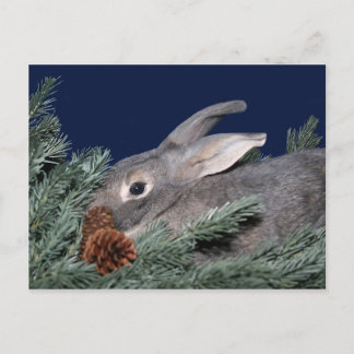 Weihnachtsbär Feiertagspostkarte