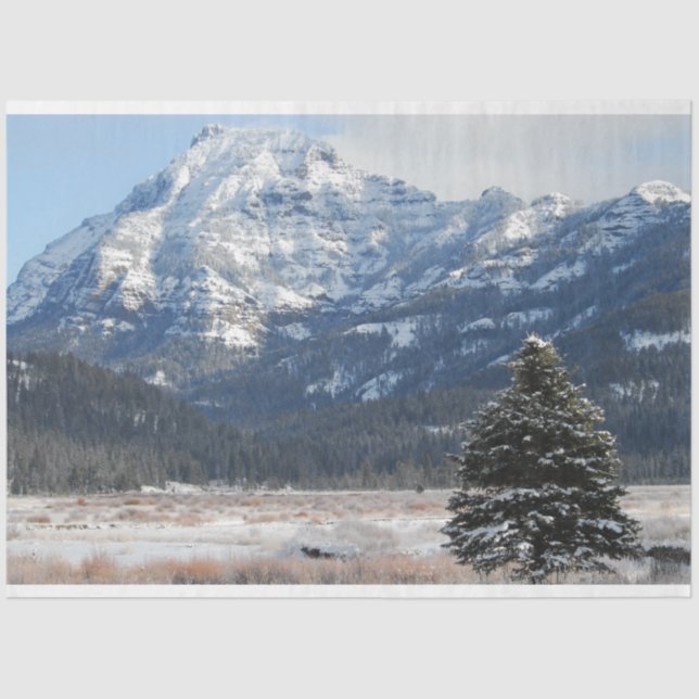 Weihnachtsbaum Seidenpapier (Vorderseite)