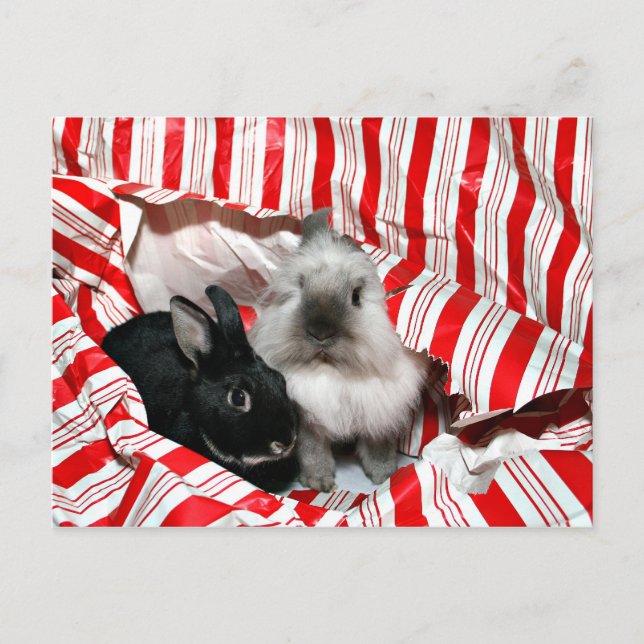 Weihnachtsbunnies Feiertagspostkarte (Vorderseite)