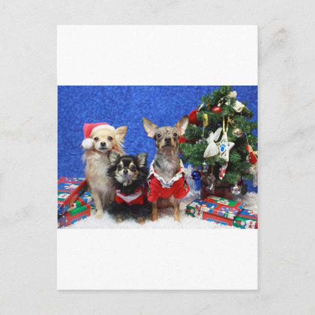 WeihnachtsChihuahua Feiertagspostkarte (Vorderseite)