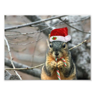 Weihnachtseichhörnchen Fotodruck