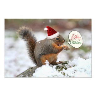 Weihnachtseichhörnchen im Schnee Fotodruck