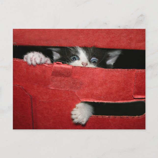 Weihnachtsfeier Feiertagspostkarte (Vorderseite)