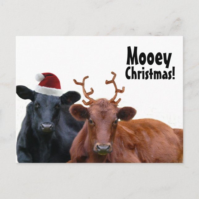 Weihnachtsfeiertags-Kühe in der Feiertagspostkarte (Vorderseite)