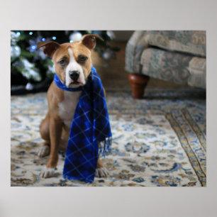 Weihnachtsfreude von Pit Bull Rettungshund Poster