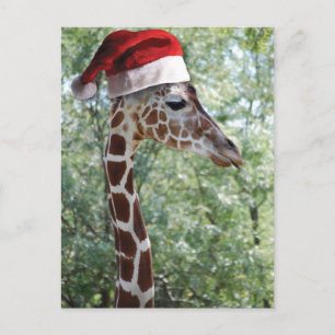 WeihnachtsGiraffe Feiertagspostkarte