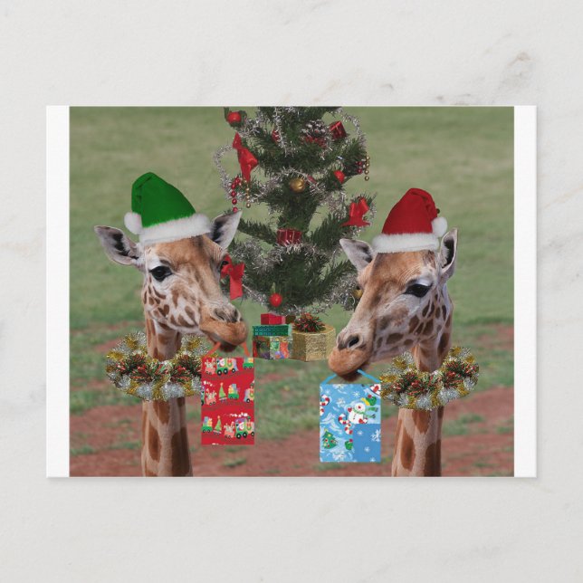 Weihnachtsgiraffen Feiertagspostkarte (Vorderseite)