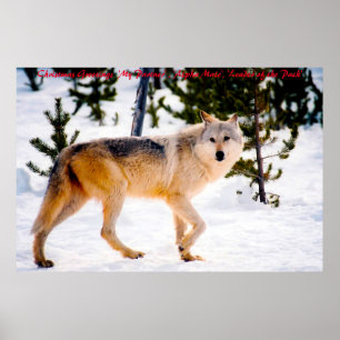 Weihnachtsgrüße Anführer des Rudels Poster