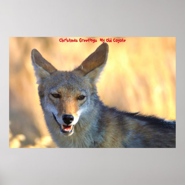 Weihnachtsgrüße Mein altes Coyote Poster (Vorne)