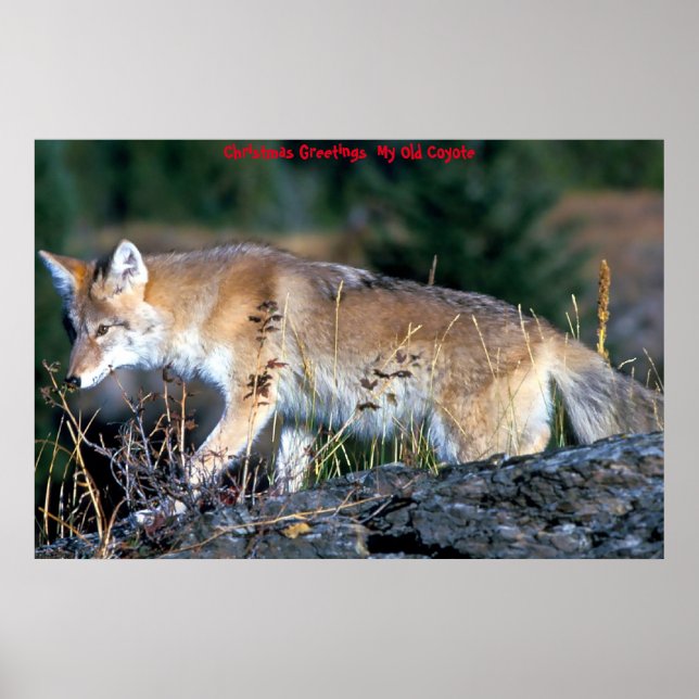 Weihnachtsgrüße Mein altes Coyote Poster (Vorne)