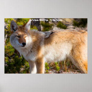 Weihnachtsgrüße Mein altes Coyote Poster