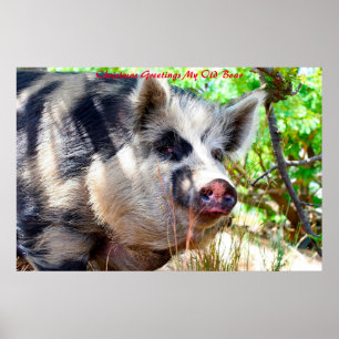 Weihnachtsgrüße mein altes Wildschwein Poster