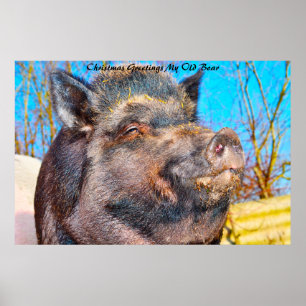 Weihnachtsgrüße mein altes Wildschwein Poster