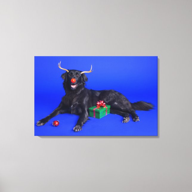 Weihnachtshund Leinwanddruck (Vorderseite)