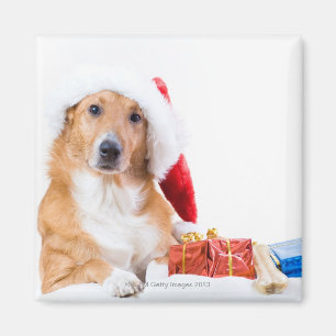 Weihnachtshund mit dem Geweih und den bunten Magnet