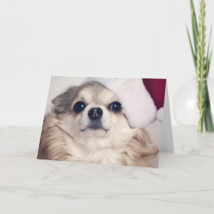 Weihnachtshündchen-Beifall Feiertagskarte