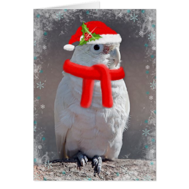 Weihnachtskakadokarte (geben Sie Ihre eigene Nachr (Vorne)