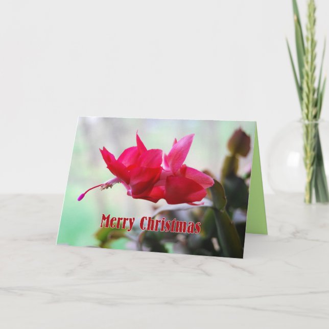Weihnachtskaktus frohe Weihnachten (Vorderseite)