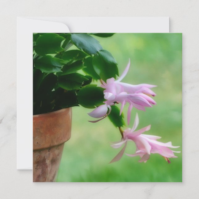 Weihnachtskaktus Orchid Blume Art Note Card Dankeskarte (Vorderseite)