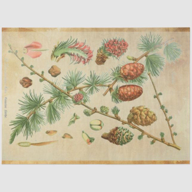 Weihnachtskalender Seidenpapier (Vorderseite)