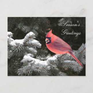 WeihnachtsKardinal Feiertagspostkarte