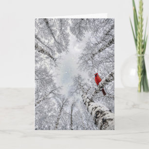Weihnachtskardinal in einem winterlichen weißen Bi Karte