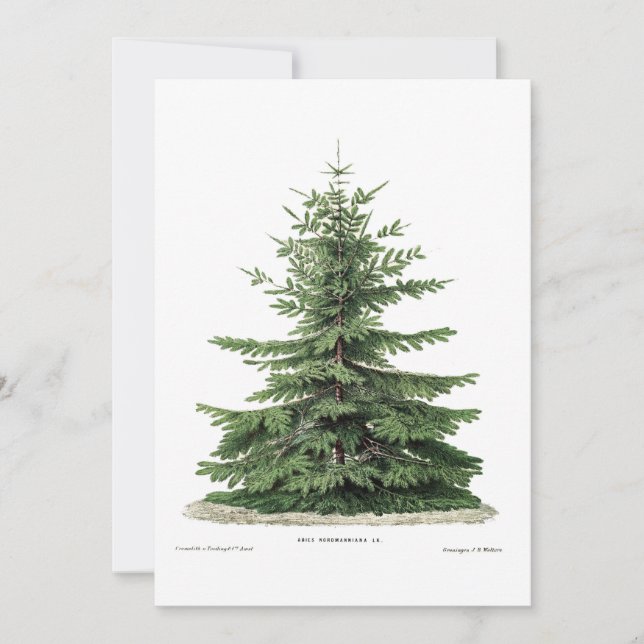 Weihnachtskarte des Botanischen Pine Tree Feiertagskarte (Vorderseite)