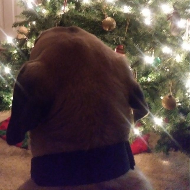 Weihnachtskarte Einladung (Von Creator hochgeladen)