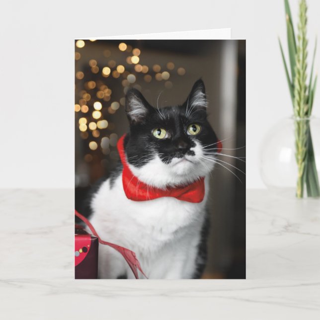 Weihnachtskarte für Katzen - Weihnachten Karte (Vorderseite)